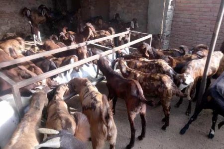 बकरियों के उन्नत नस्ल के बारे में कृषि वाणी का खास जरूर पढ़ें