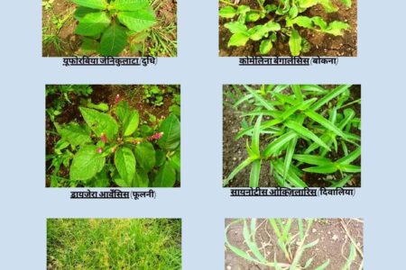 Advice to farmers for weed management in soybean crop