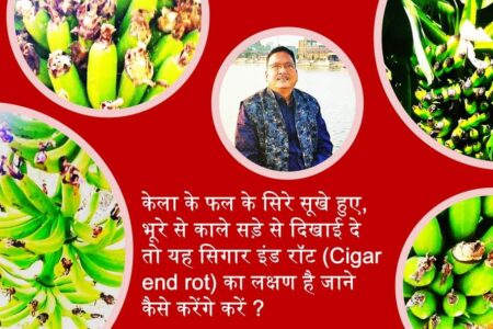 Cigar end rot केला में सिगार इंड रॉट रोगका लक्षण पहचान और उपचार