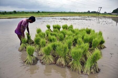 kharif crop: 2024 में  खरीफ की बुआई में हुई बढ़ोतरी