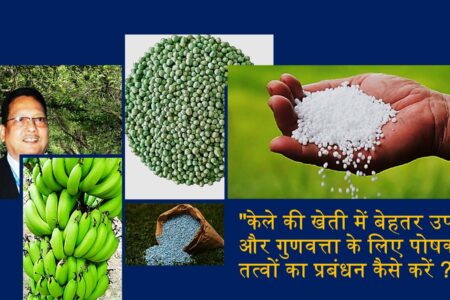 banana farming:केले की खेती में अच्छा उत्पादन लेने का तरीका जाने