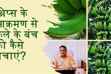 banana rust thrips: केले में थ्रिप्स के आक्रमण से बचाव का तरीका  पढ़ें