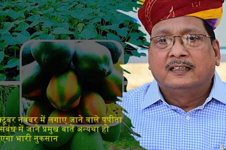 papaya:पपीता के खेती में होने वाले नुकसान से बचने की सलाह