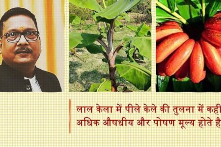 Red banana:लाल केला की खेती में मुनाफा के साथ साथ पोषक तत्व भरपूर